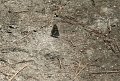 IMG_7589