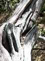 IMG_7590