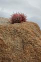 IMG_7423A