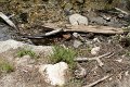 IMG_7995_1